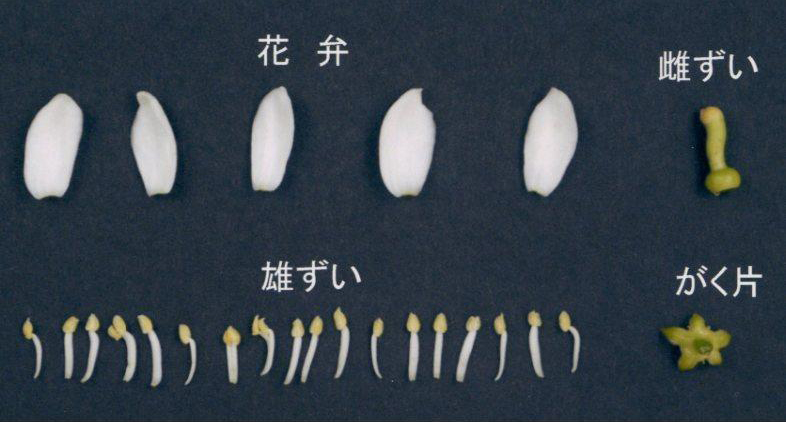 果实 (MAFF, Japan)