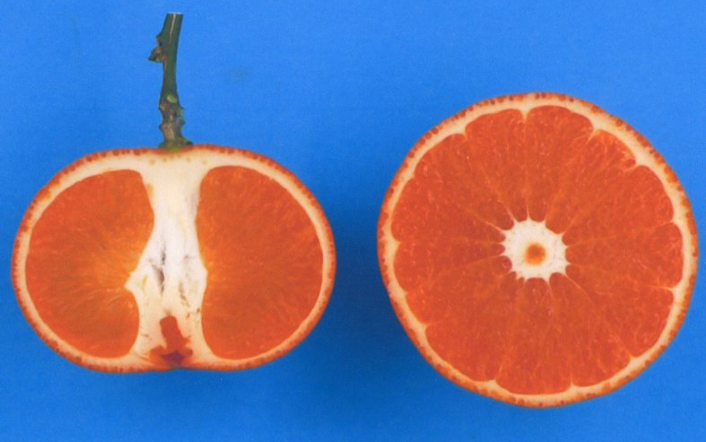 果实 (MAFF, Japan)