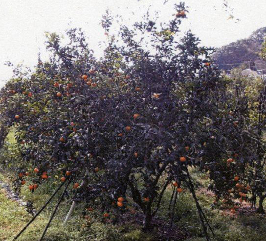 树体 (MAFF, Japan)