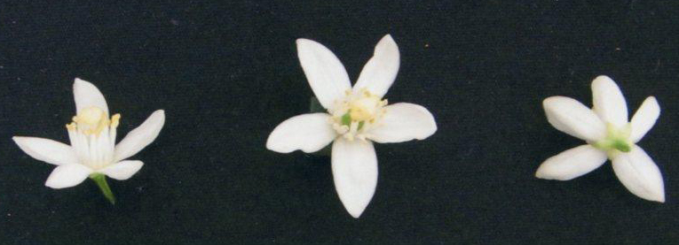 果实 (MAFF, Japan)