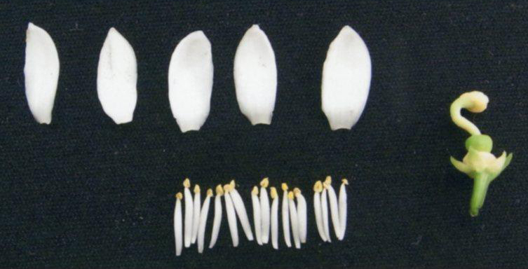 果实 (MAFF, Japan)