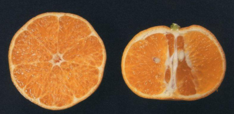 果实 (MAFF, Japan)