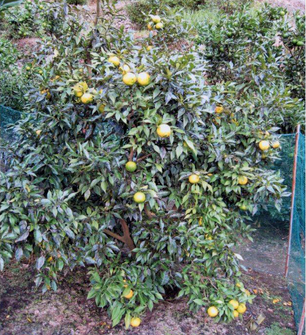 树体 (MAFF, Japan)