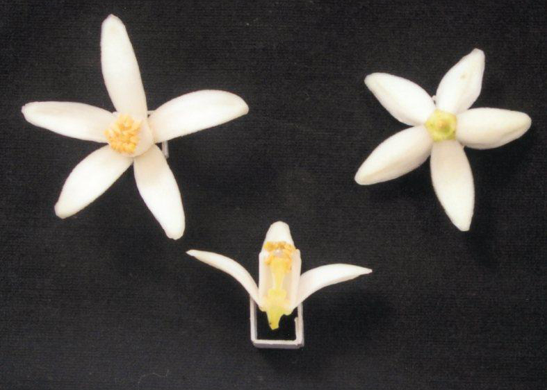 果实 (MAFF, Japan)