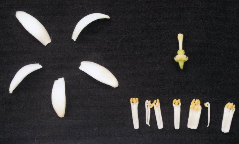 果实 (MAFF, Japan)