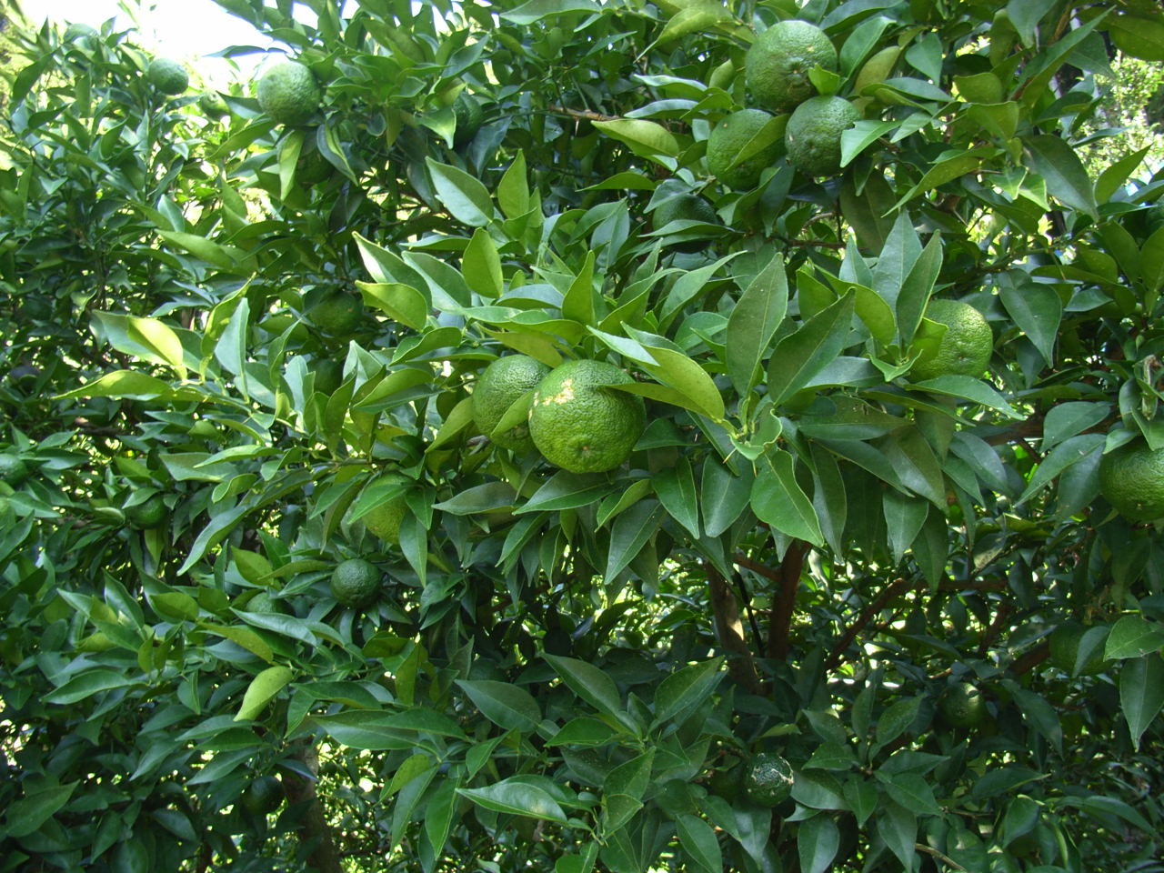 果实 (MAFF, Japan)