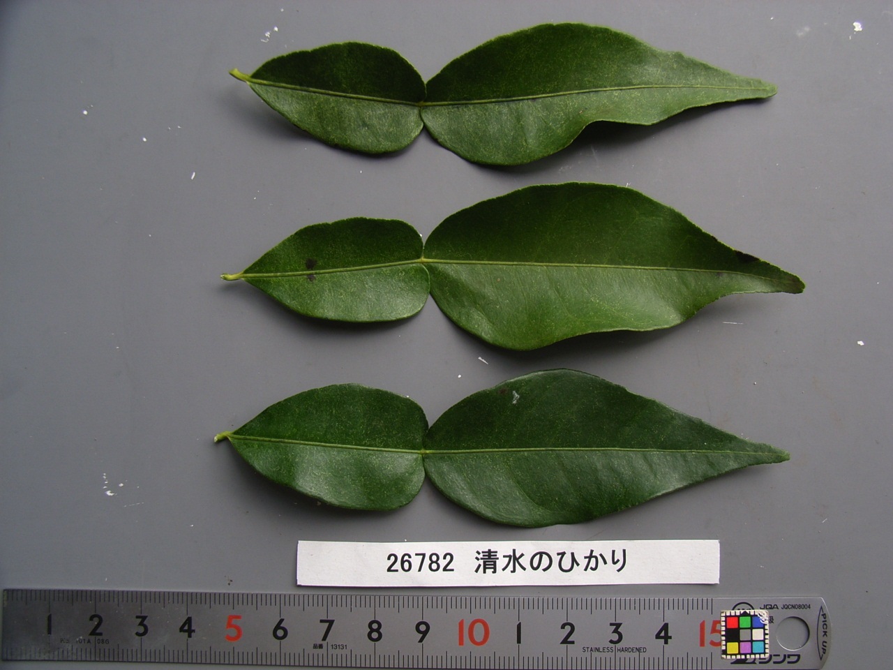 果实 (MAFF, Japan)