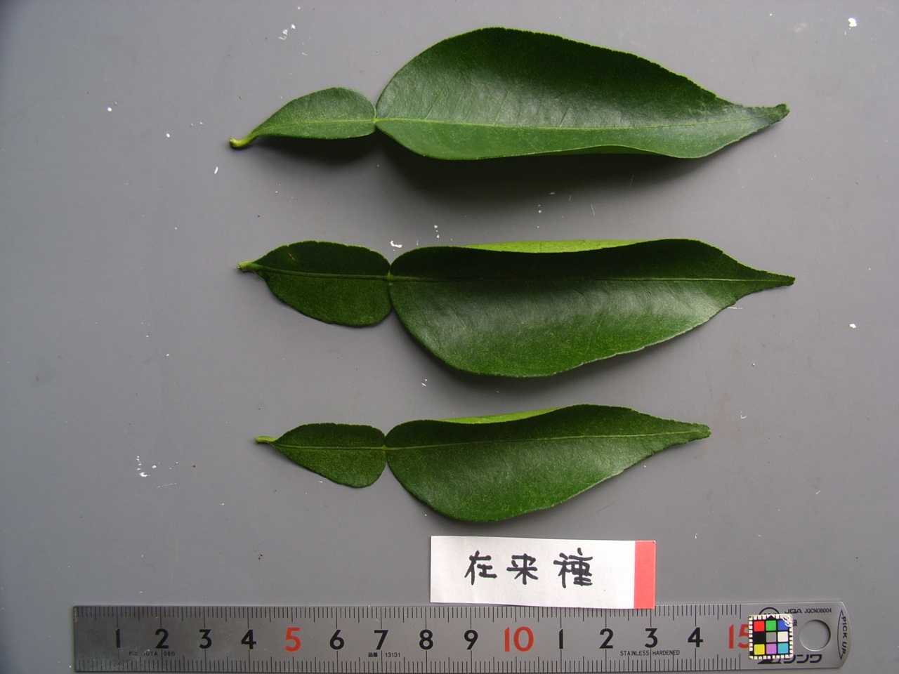 果实 (MAFF, Japan)