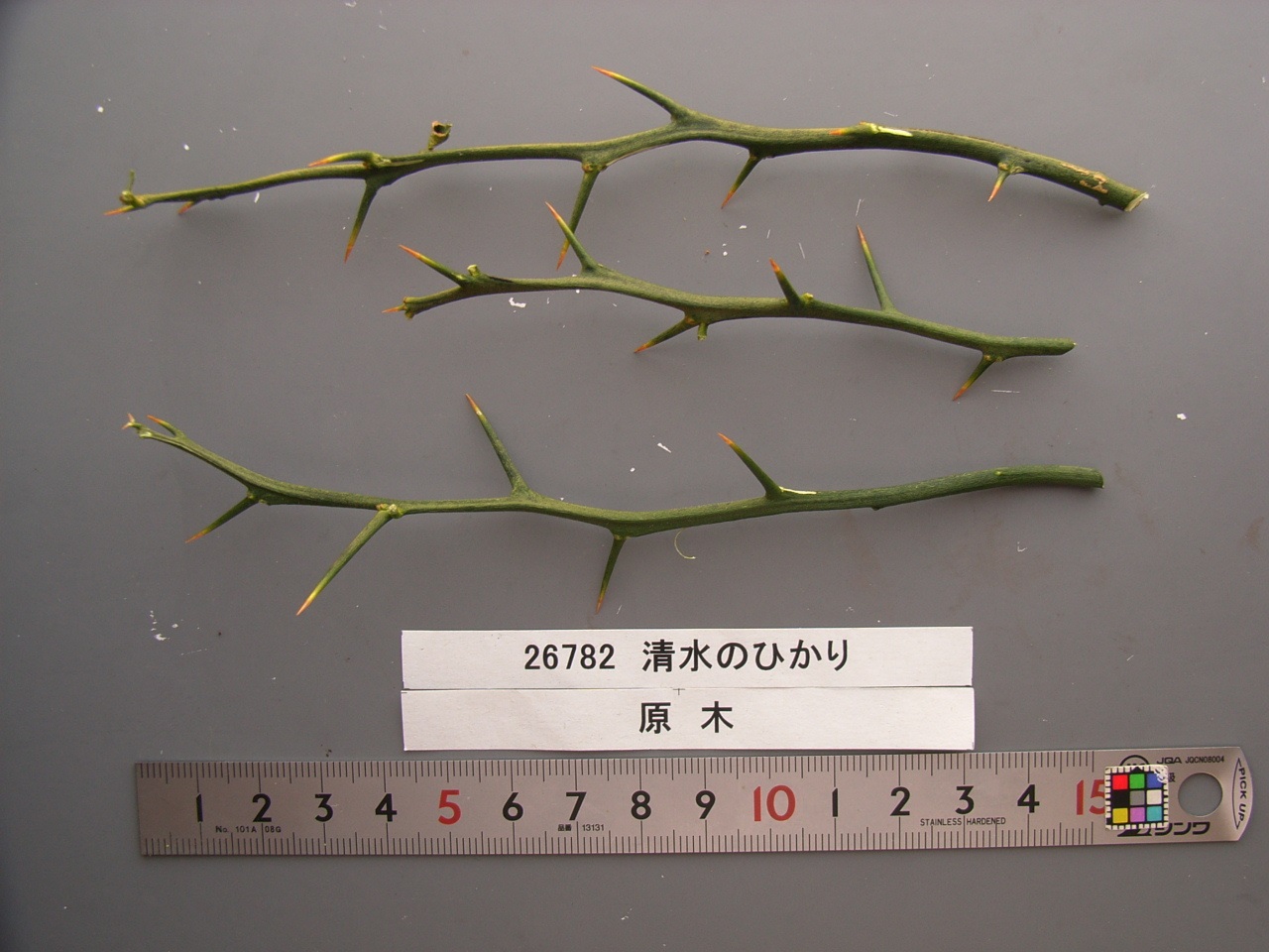 树体 (MAFF, Japan)