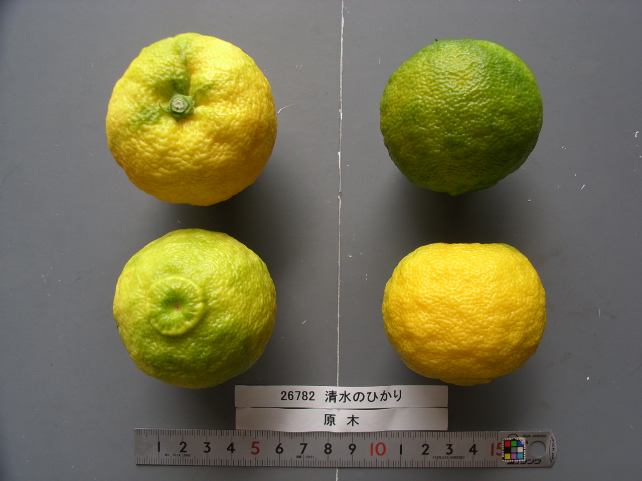 树体 (MAFF, Japan)