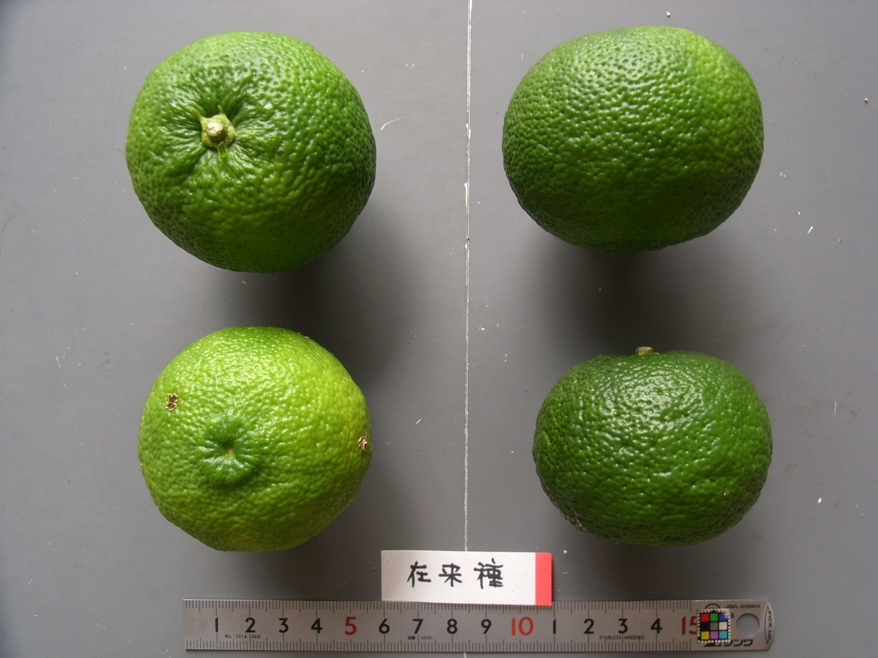 树体 (MAFF, Japan)