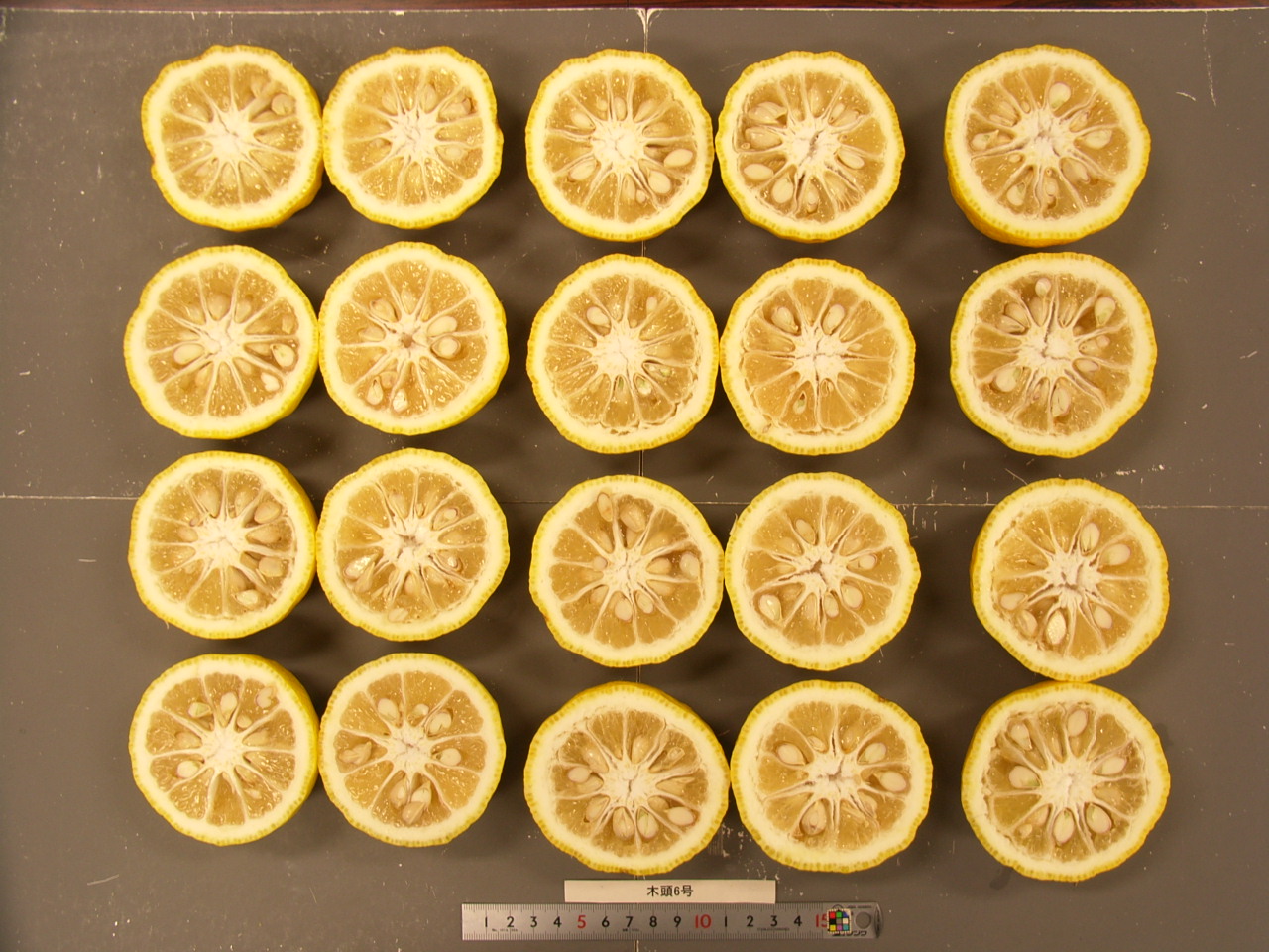 树体 (MAFF, Japan)