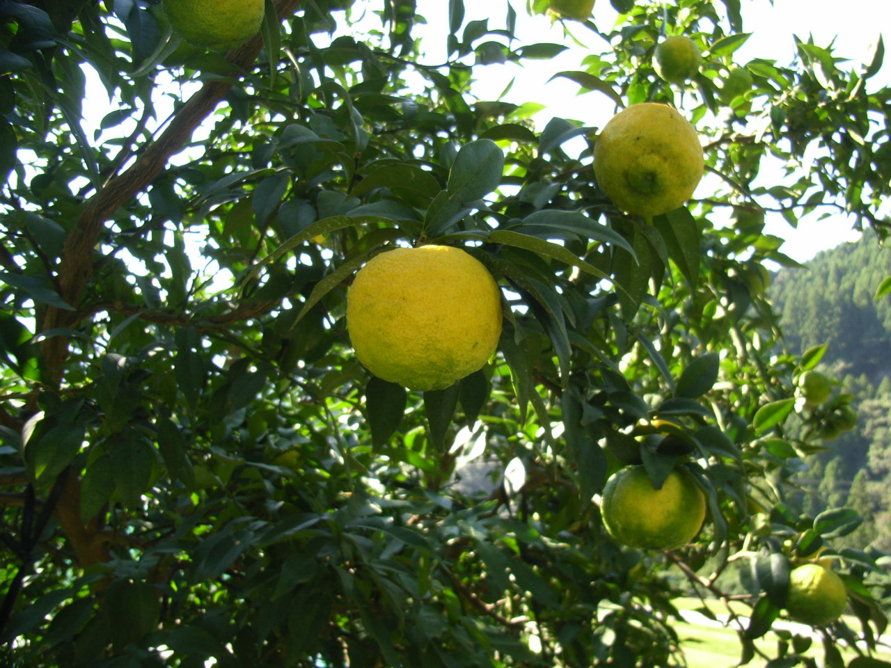 果实 (MAFF, Japan)