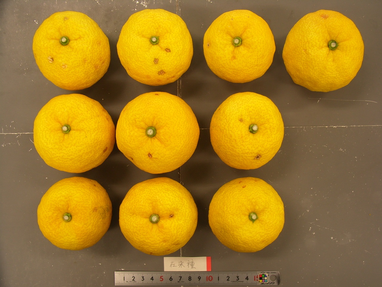 树体 (MAFF, Japan)