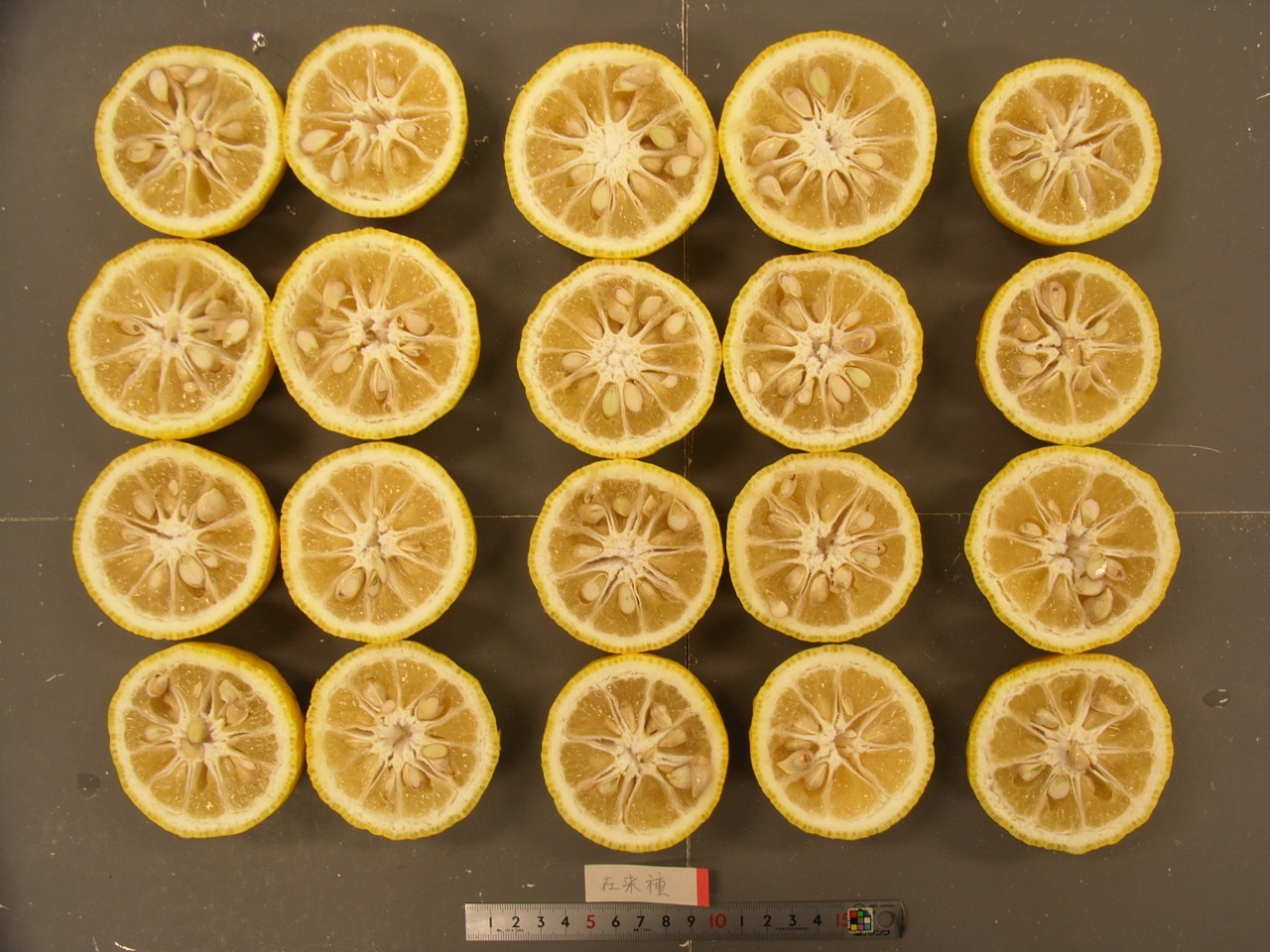 果实 (MAFF, Japan)