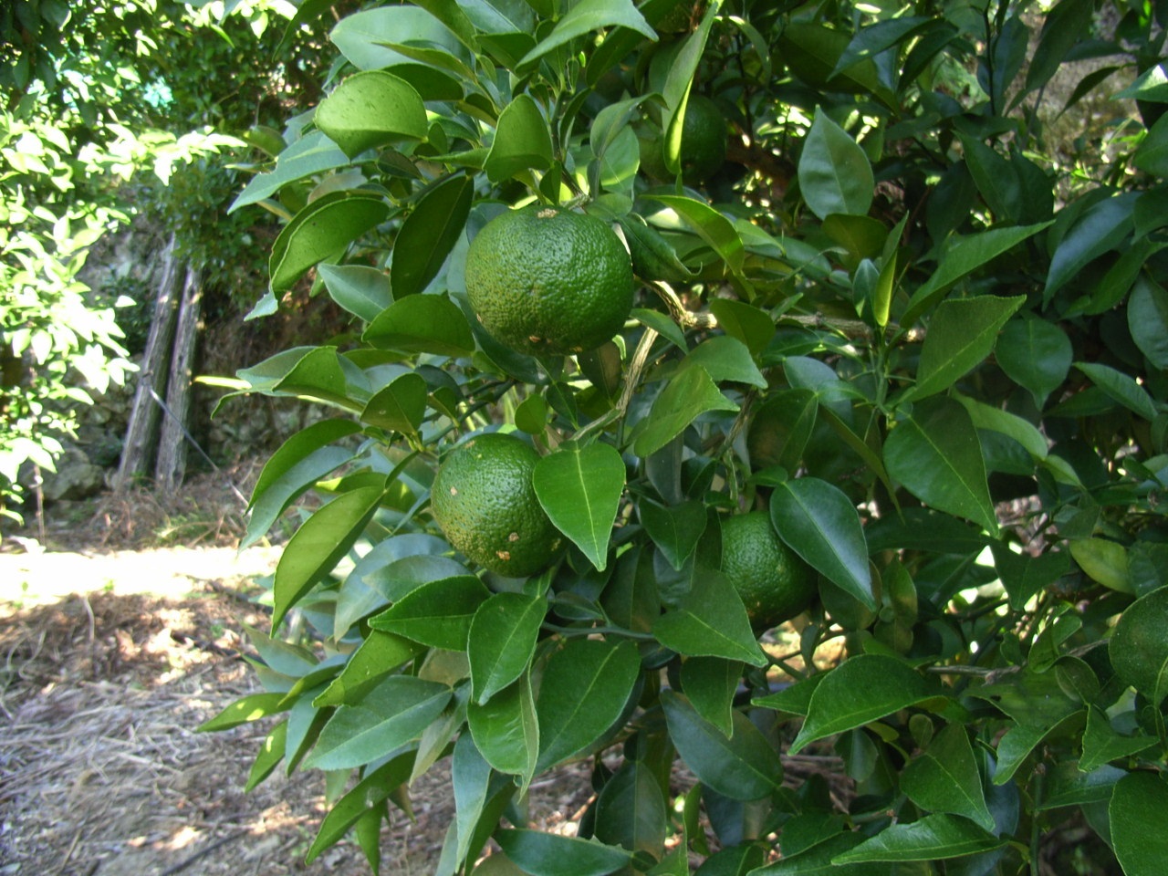 果实 (MAFF, Japan)