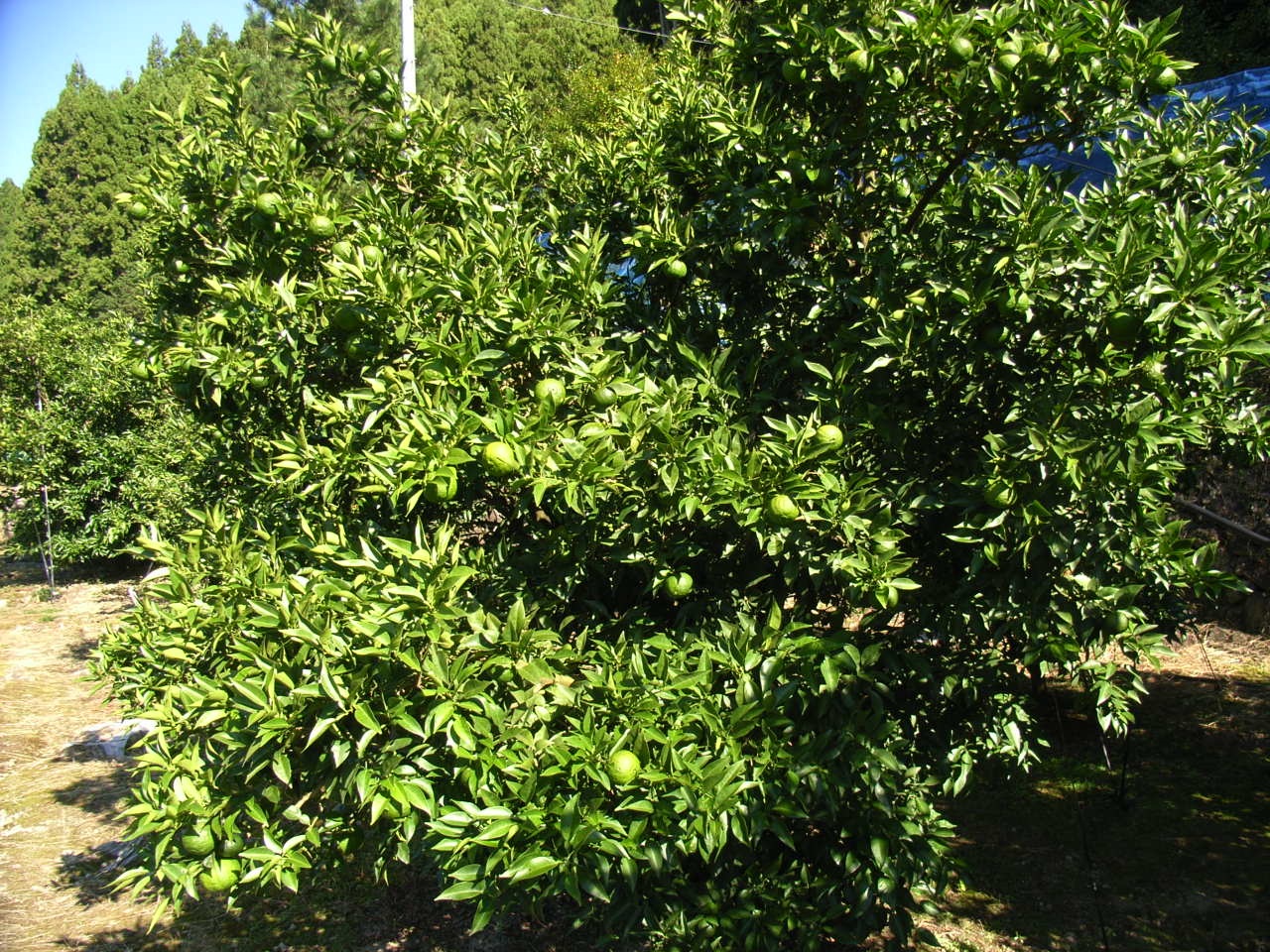 树体 (MAFF, Japan)