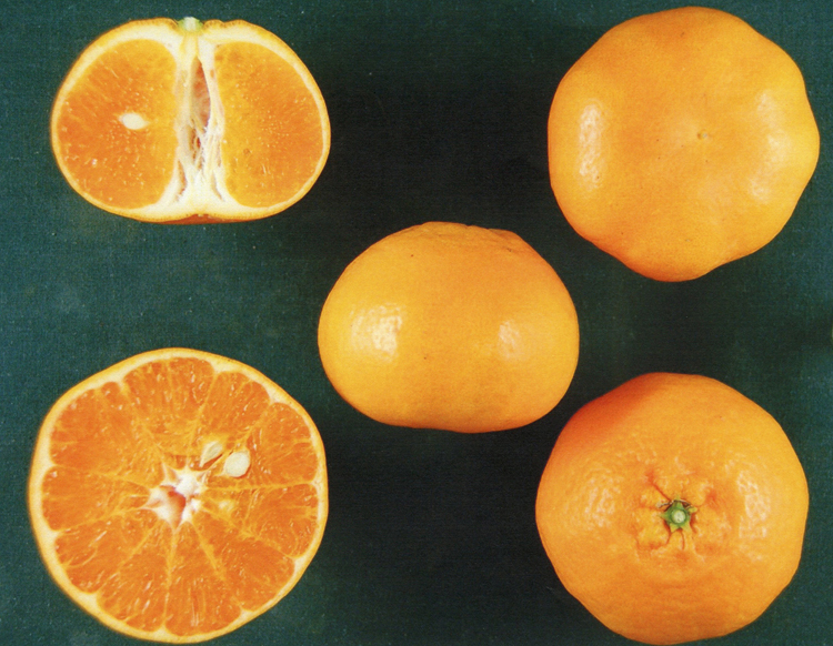 树体 (MAFF, Japan)