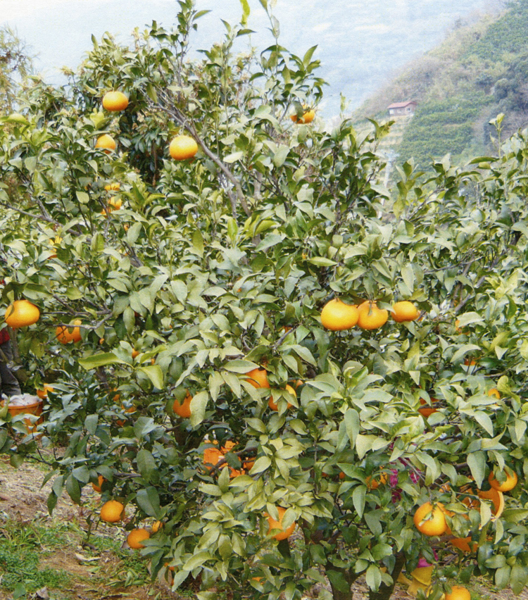 果实 (MAFF, Japan)