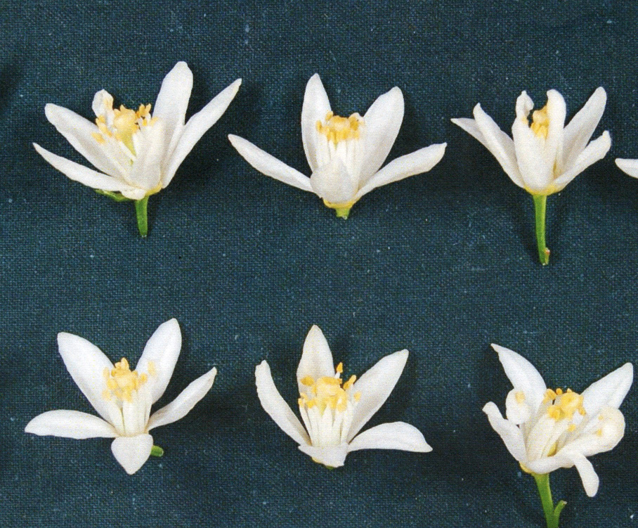 果实 (MAFF, Japan)