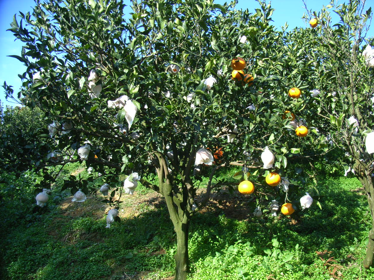 果实 (MAFF, Japan)