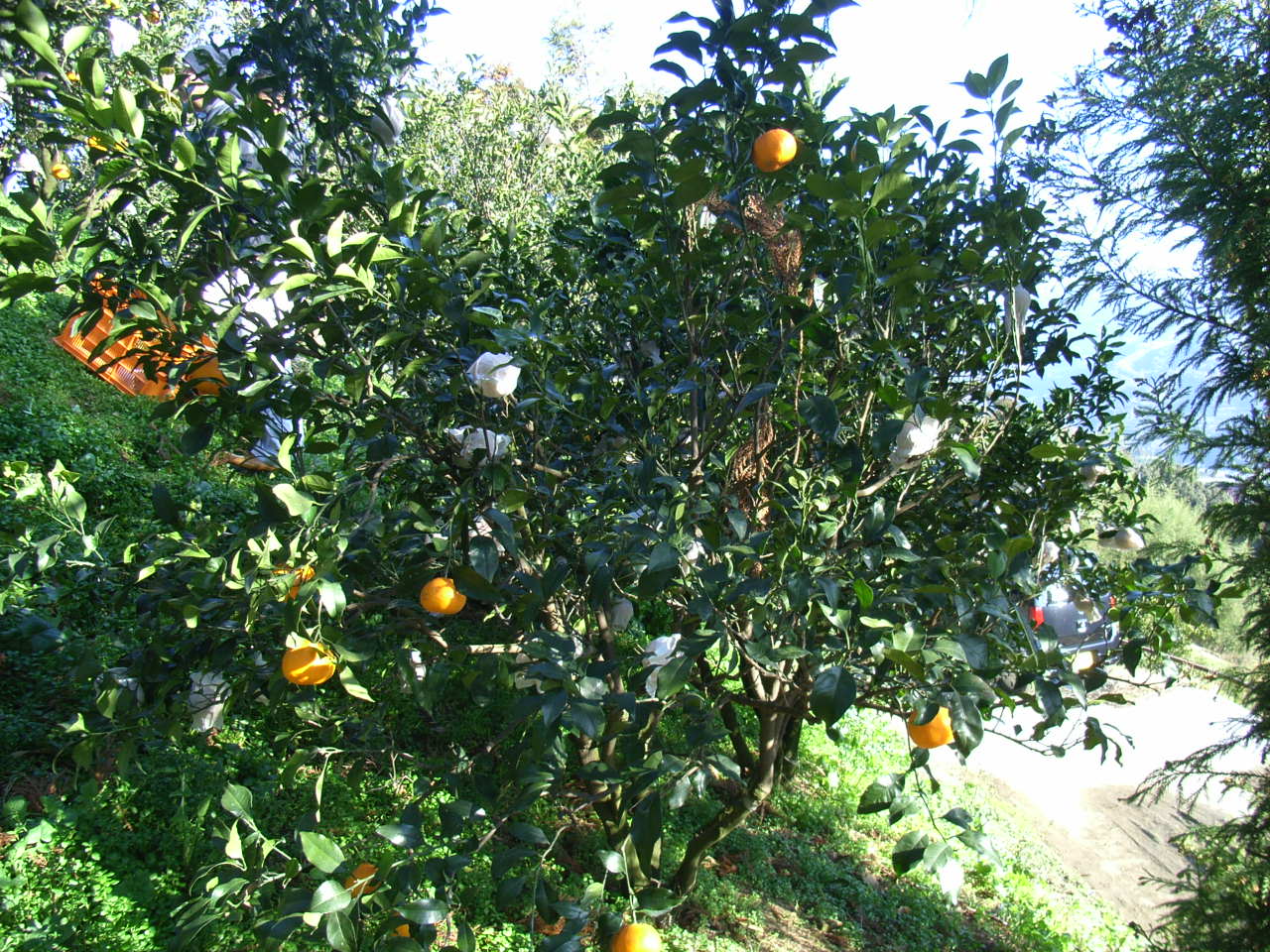 果实 (MAFF, Japan)