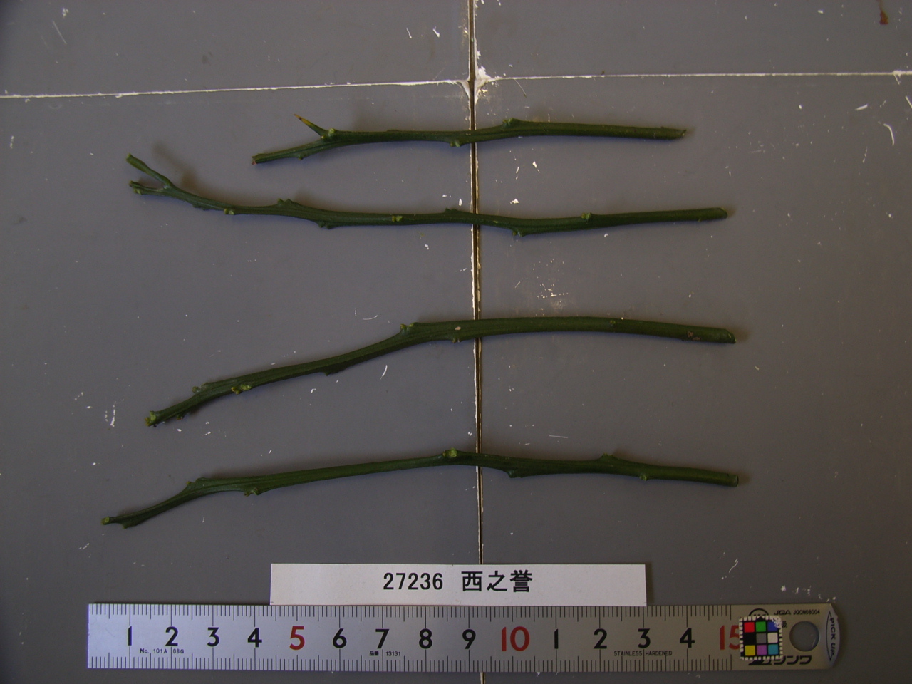 树体 (MAFF, Japan)