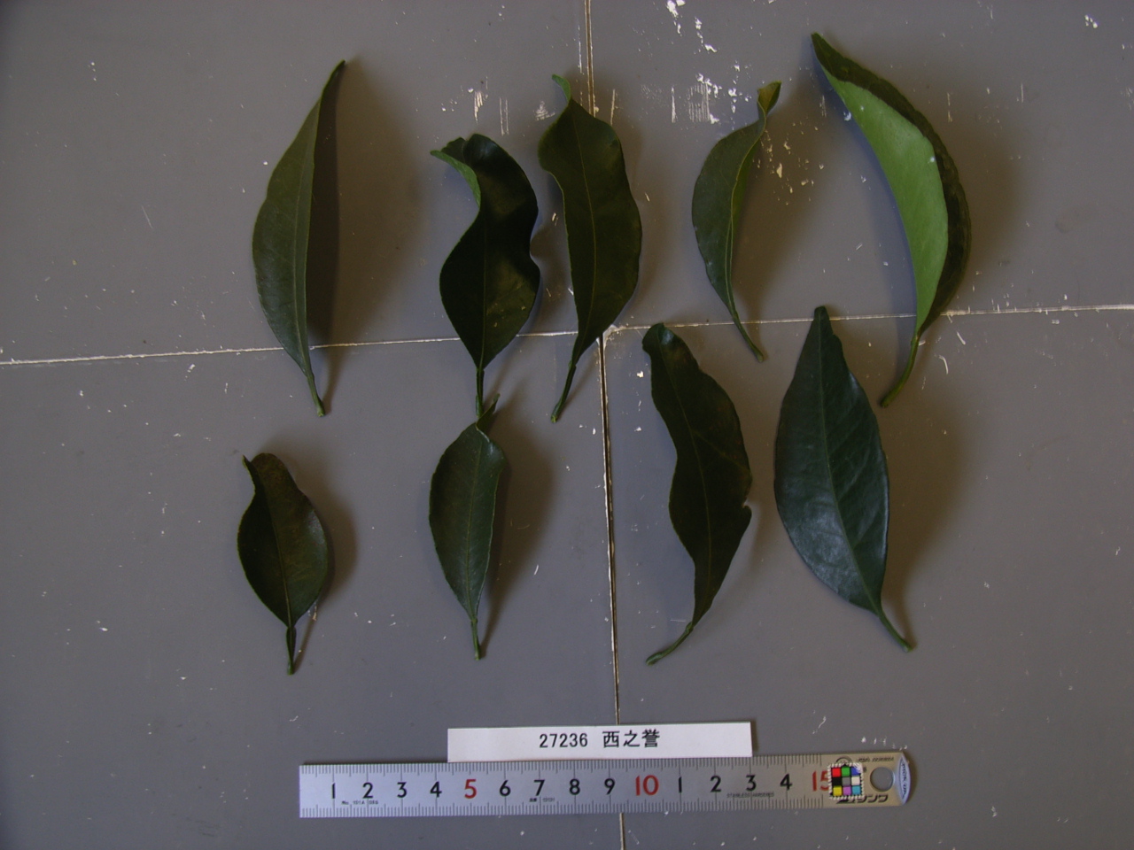 果实 (MAFF, Japan)