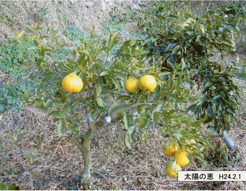 树体 (MAFF, Japan)