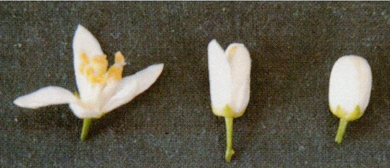 果实 (MAFF, Japan)