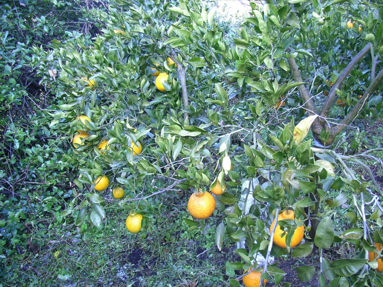 果实 (MAFF, Japan)