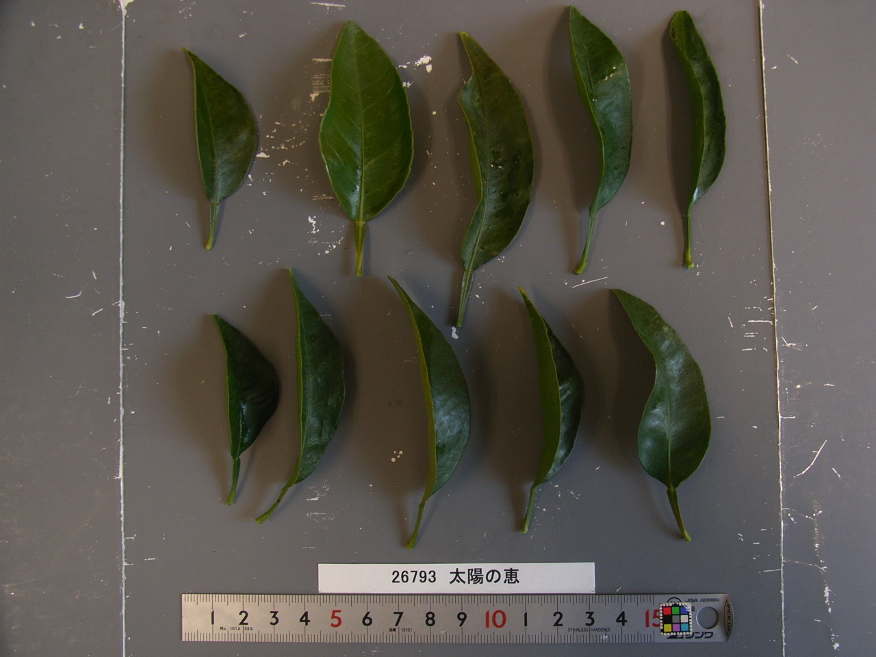 果实 (MAFF, Japan)