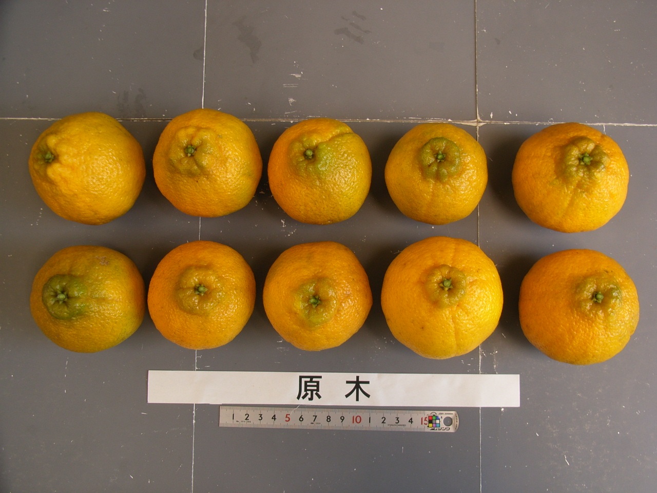 果实 (MAFF, Japan)