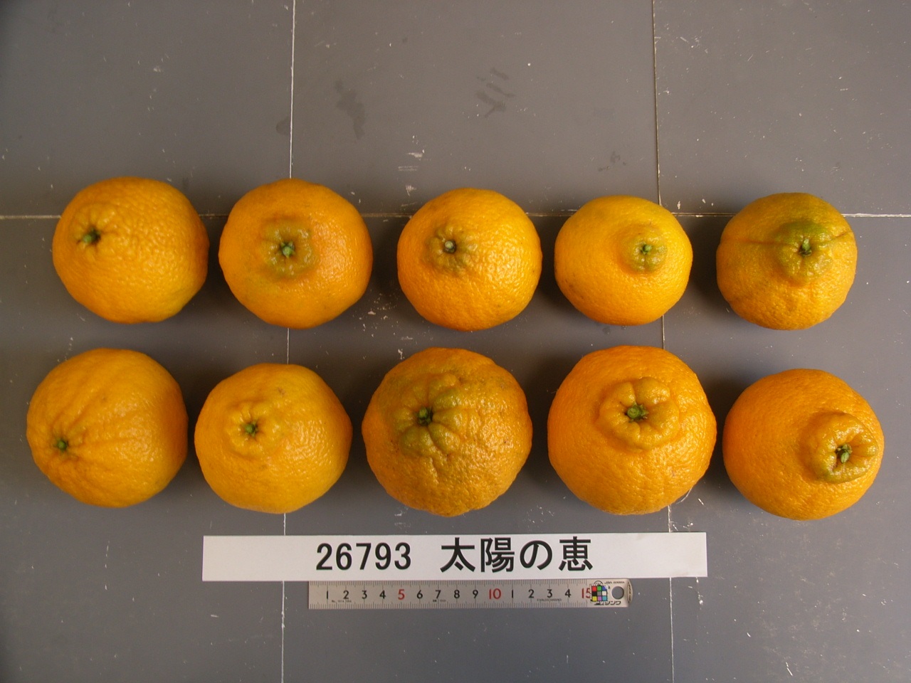 果实 (MAFF, Japan)