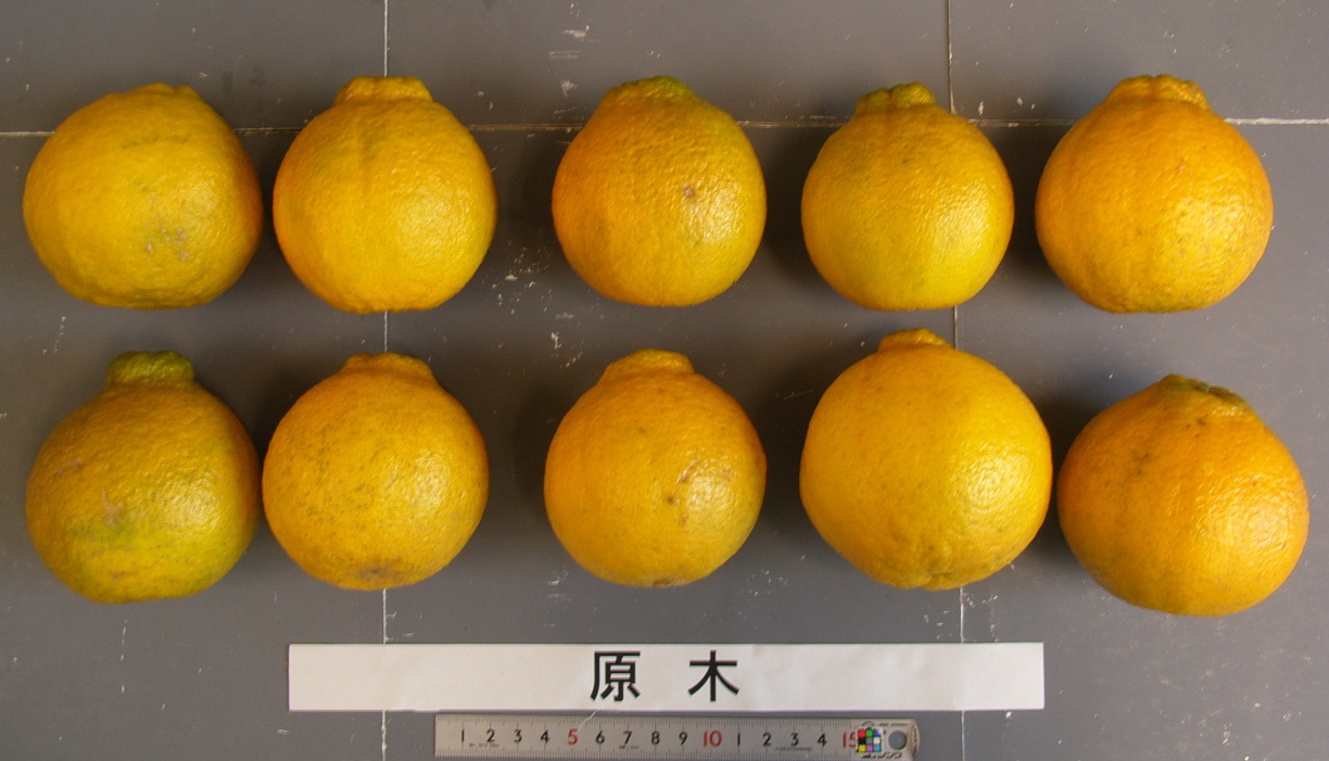 果实 (MAFF, Japan)