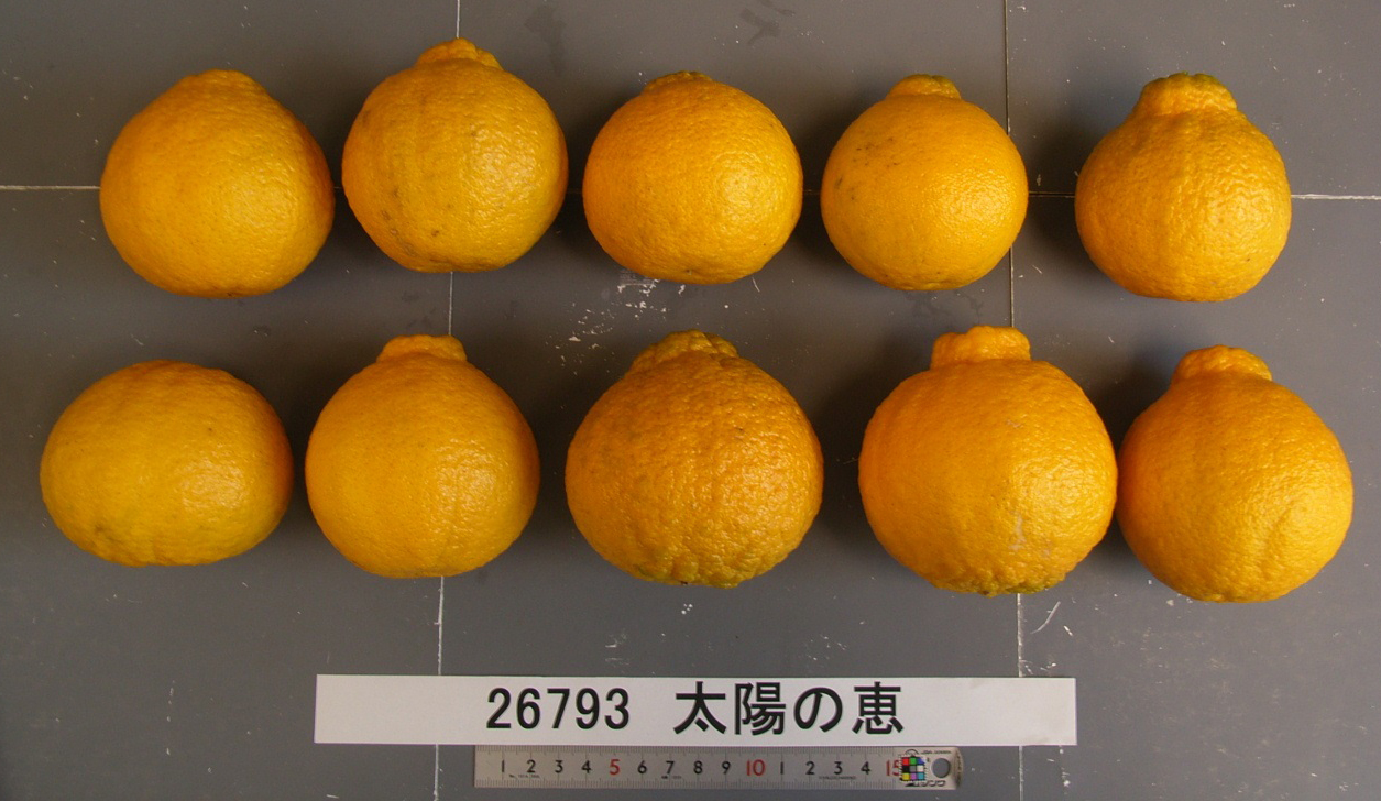 树体 (MAFF, Japan)