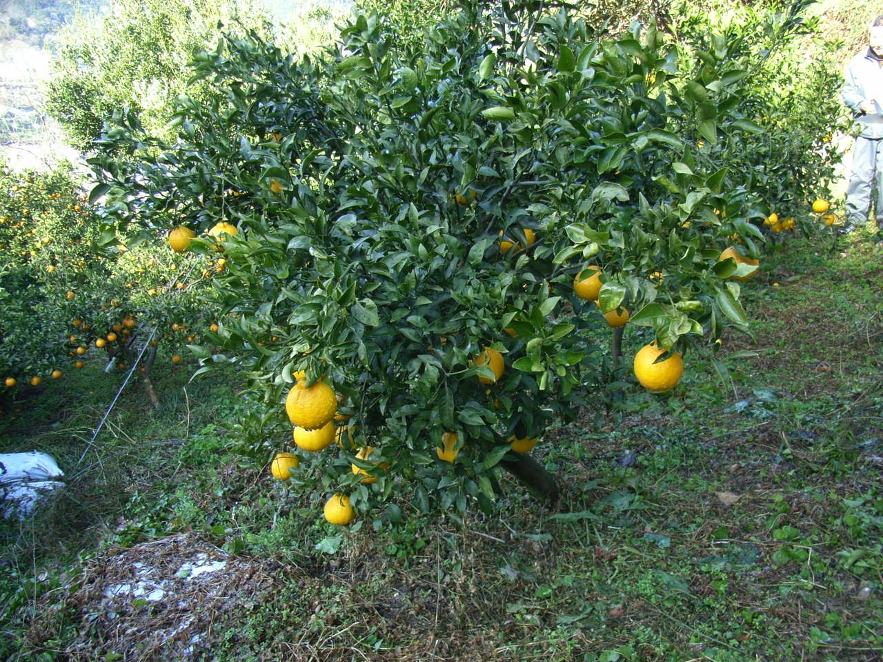 果实 (MAFF, Japan)