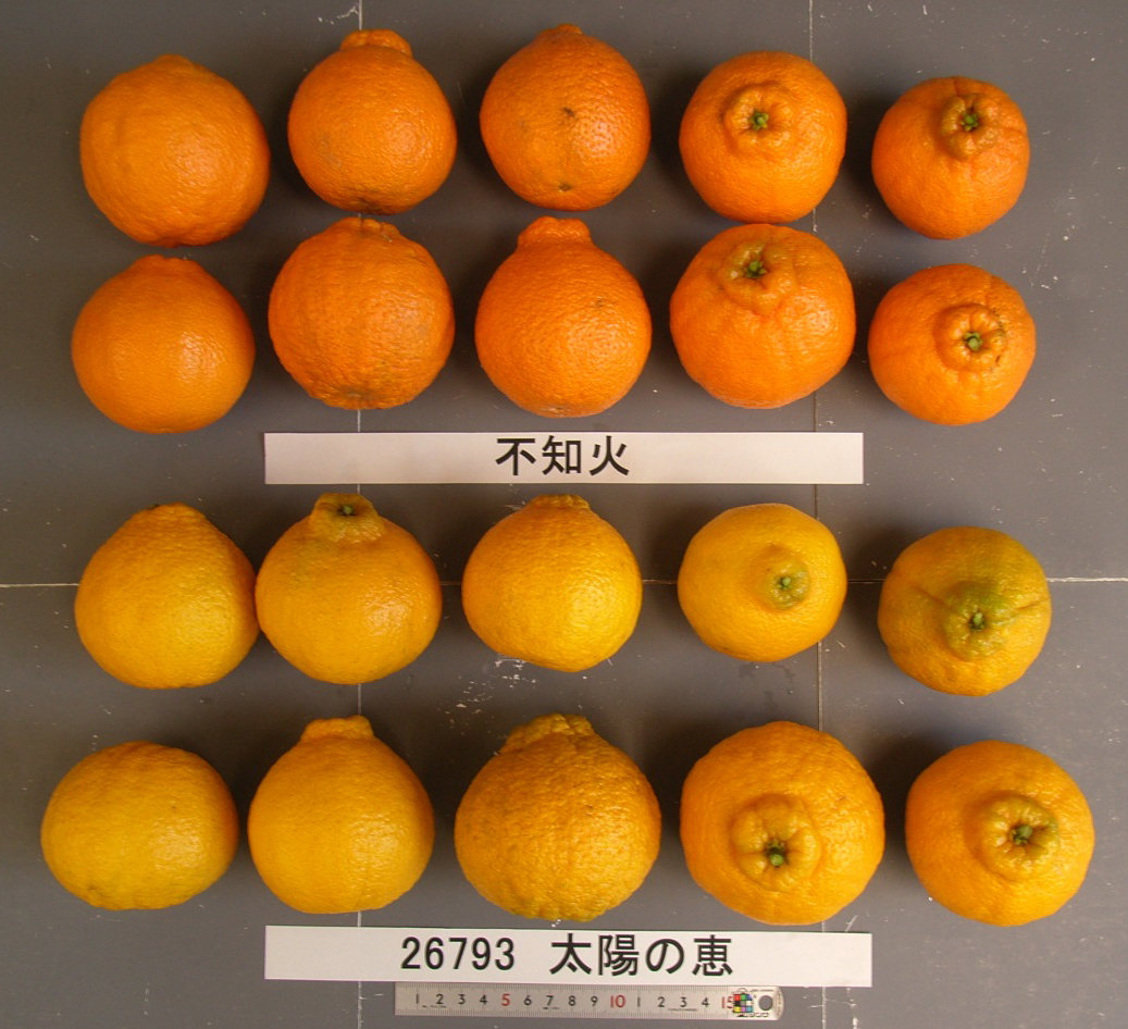 果实 (MAFF, Japan)