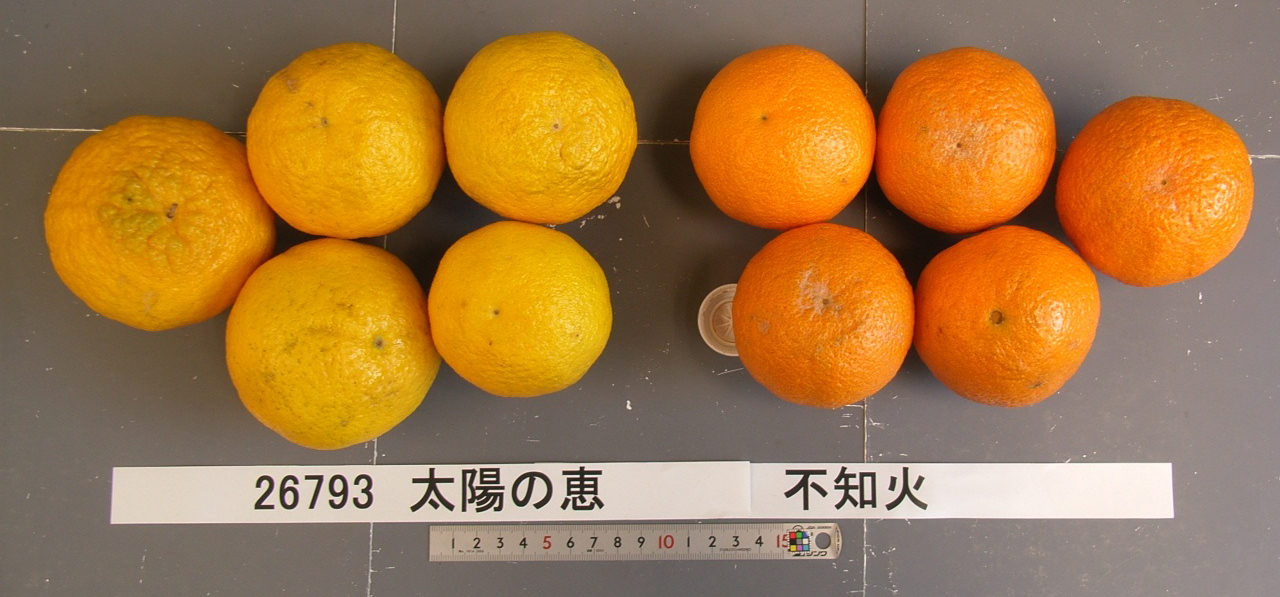 果实 (MAFF, Japan)