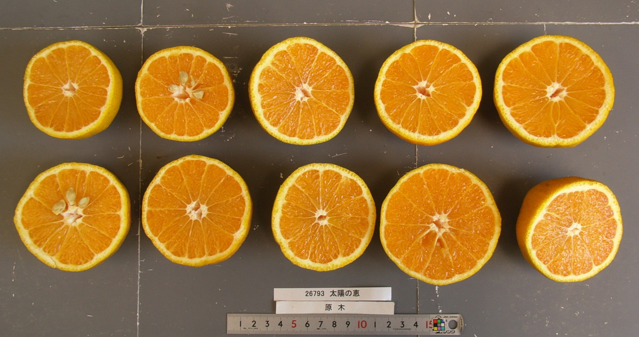 果实 (MAFF, Japan)