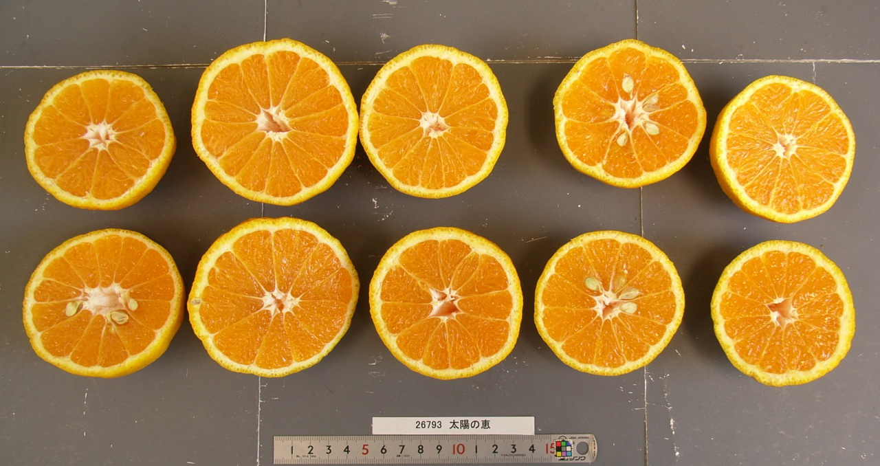 果实 (MAFF, Japan)