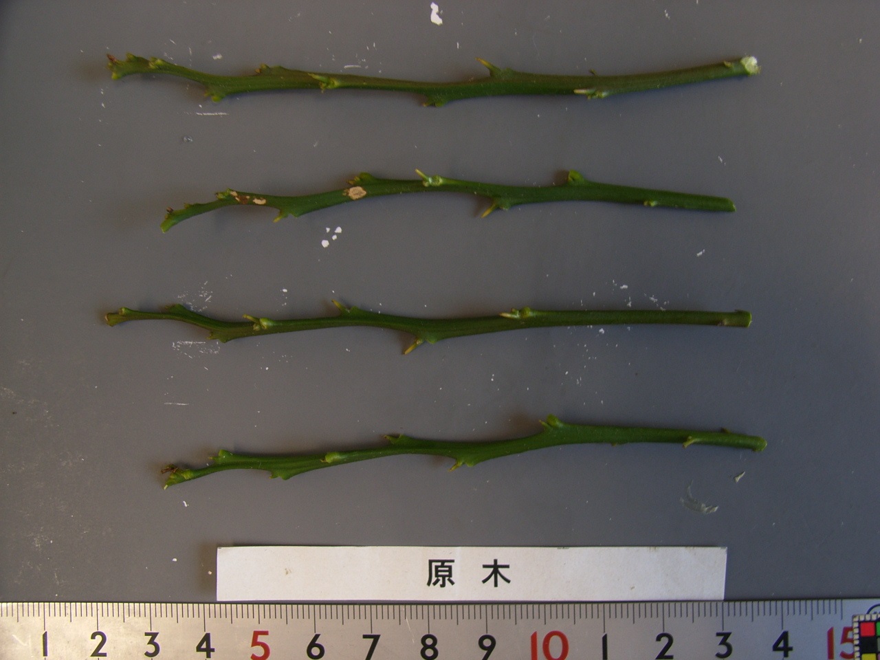 果实 (MAFF, Japan)