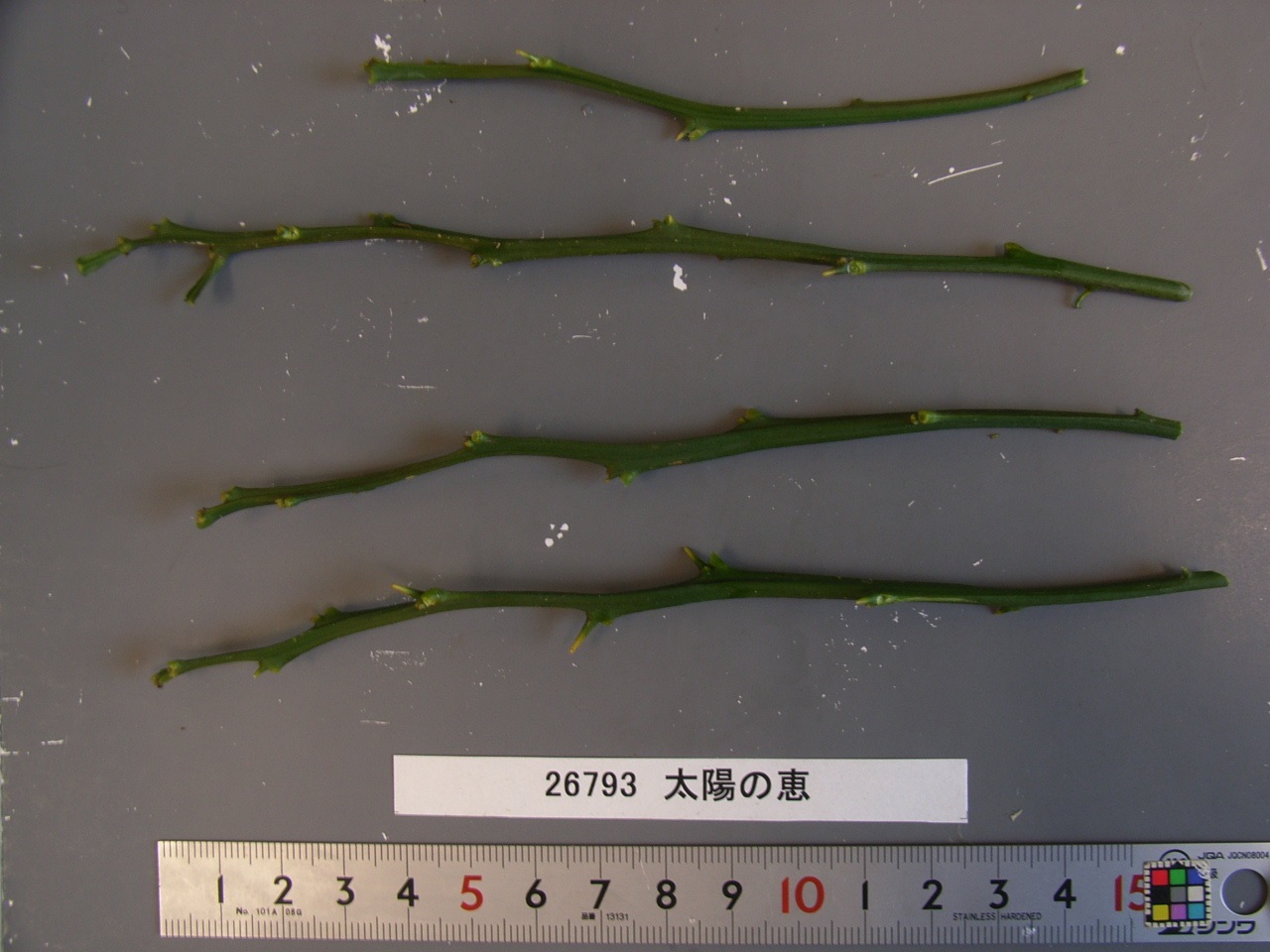 树体 (MAFF, Japan)