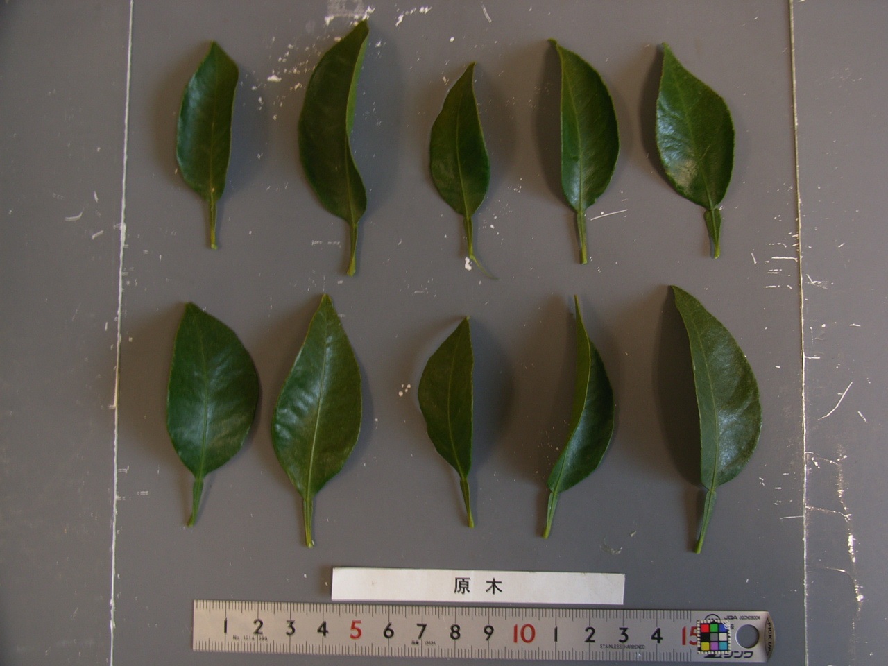 果实 (MAFF, Japan)