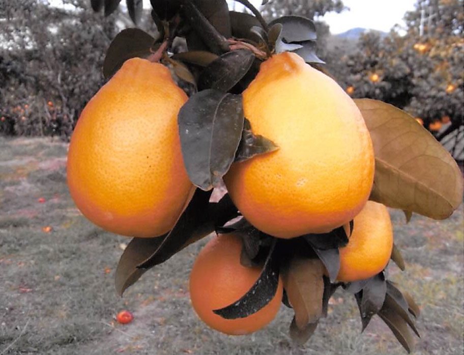 树体 (MAFF, Japan)