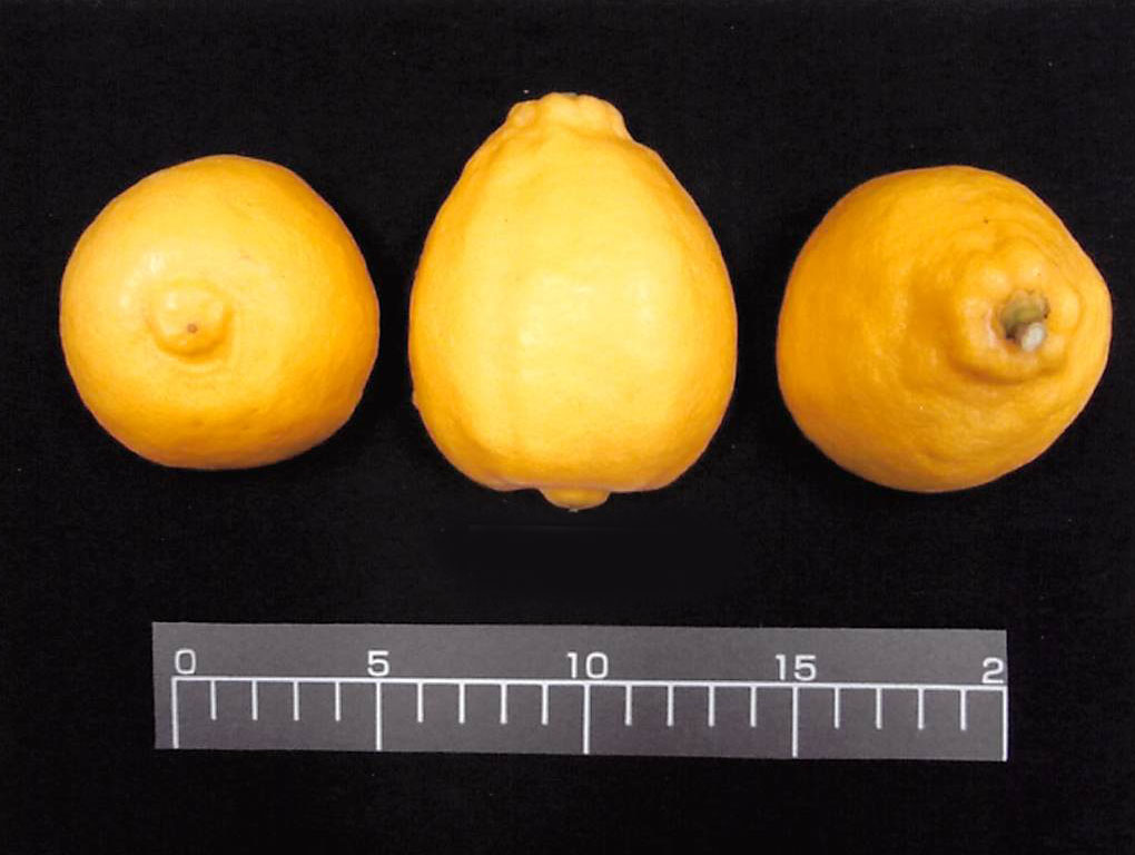 果实 (MAFF, Japan)