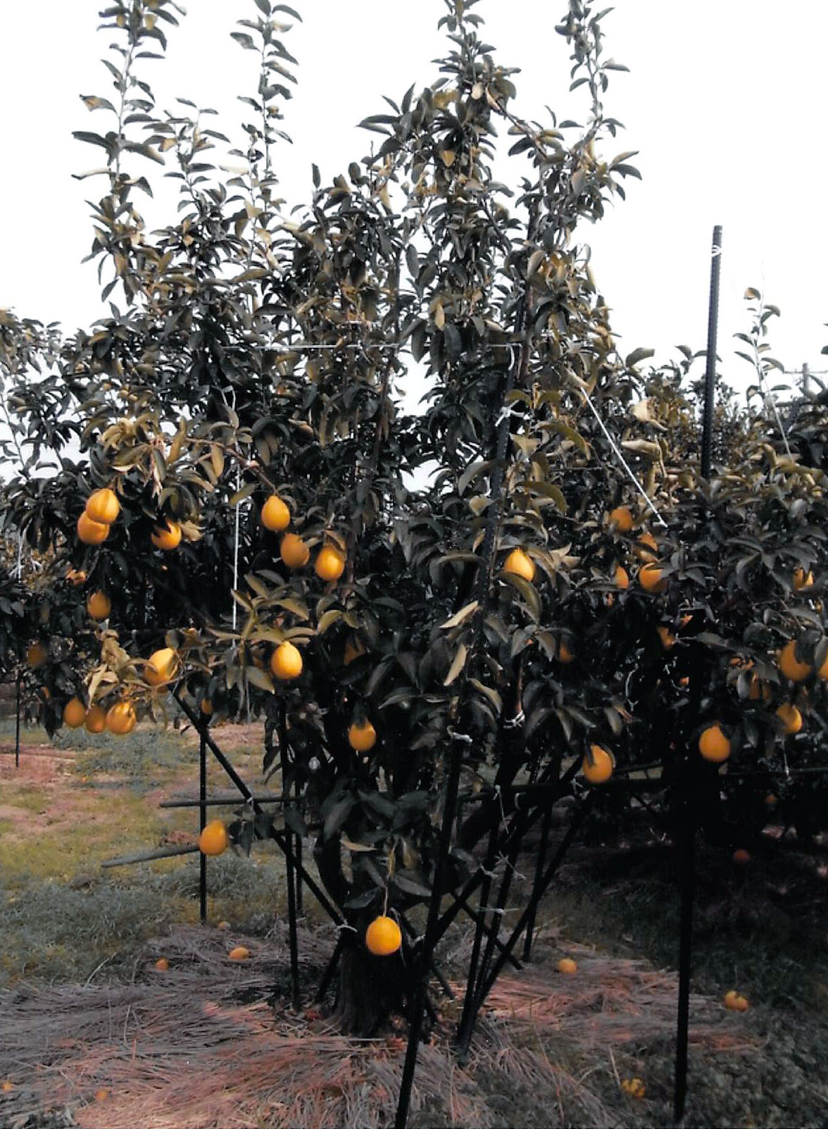 果实 (MAFF, Japan)