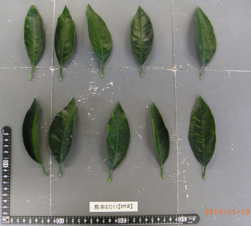 果实 (MAFF, Japan)