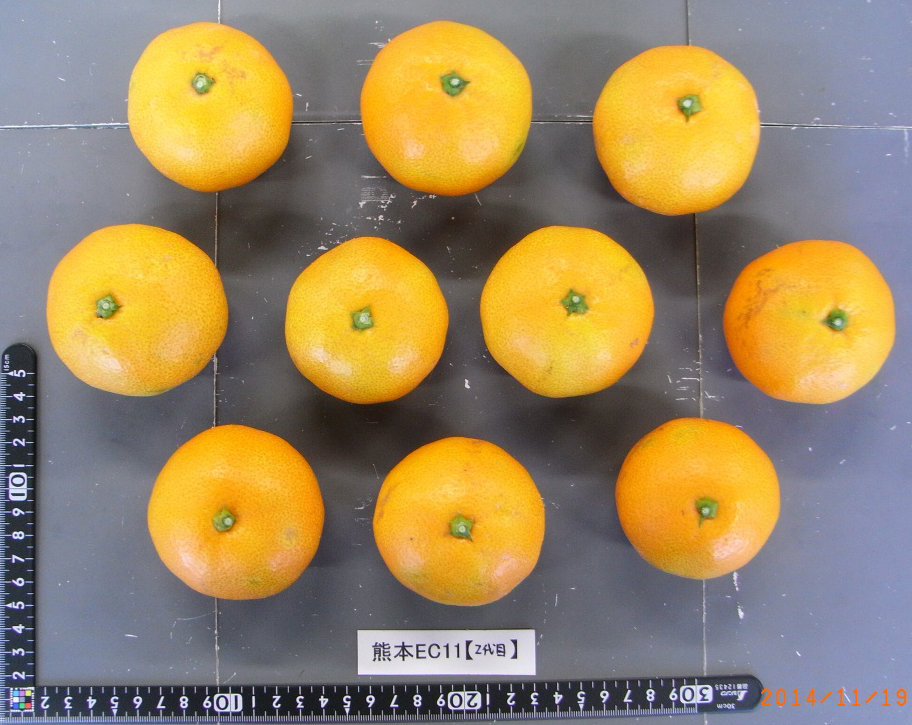 果实 (MAFF, Japan)