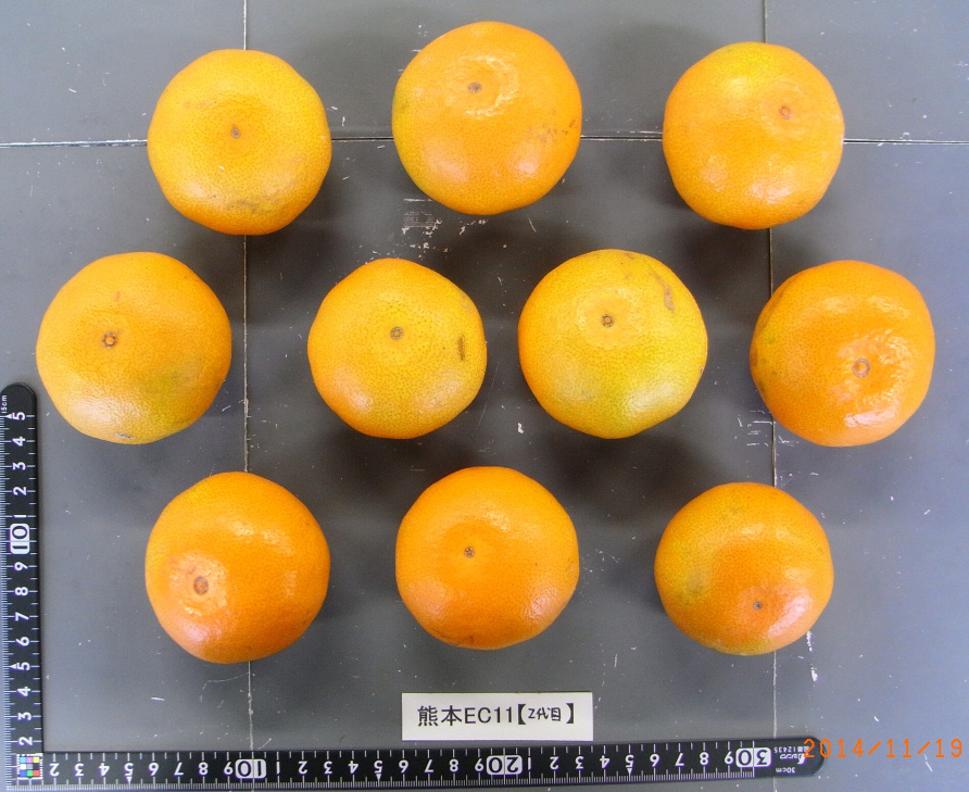 果实 (MAFF, Japan)